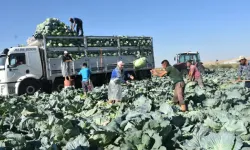 Niğde’de Beyaz Lahana Hasadı Başladı