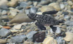 Kuşadası’nda Son 2 Günde 214 Caretta Caretta Yavrusu Daha Denizle Buluştu