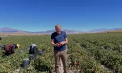 Bor’da Domates Ve Kavun Hasadı Başladı