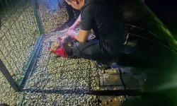 Gölete Düşen Yavru Köpeği Dalgıç Polisler Kurtardı