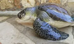 Kuşadası'nda 2 Günde 4 Deniz Kaplumbağası Ölü Bulundu
