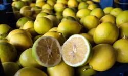 Dalında 5 TL Olan Limon, Markette 20 Katına Satılıyor