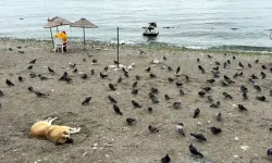 Avcılar’da Havalar Serinledi, Sahil Güvercinlere Kaldı