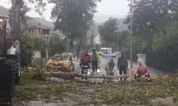 Hatay’da Aşırı Rüzgarda Devrilen Ağaç Otomobilin Üzerine Düştü