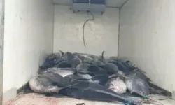 Güzelbahçe'de 3 Ton Mavi Yüzgeçli Orkinos Ele Geçirildi