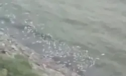 Pamukçay Barajı'nda Toplu Balık Ölümü