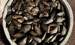 Durdurulan Araçta 650 Kilo Bozuk Midye Ele Geçirildi
