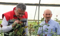 Kesme Çiçek Üretiminden Yıllık 7 Milyon Adet Ürün Elde Ediliyor