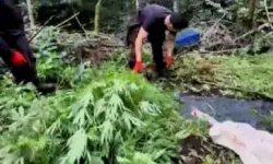 Evin Bahçesinde 756 Kök Kenevir Bitkisi Ele Geçirildi, 2 Kuzen Gözaltına Alındı