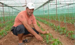 Serik'te Kapya Biber Ekimine Başlandı