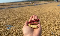 Meriç’te Yer Fıstığı Hasadı Başladı