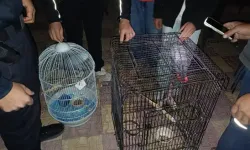 Belgesiz Afrika Gri Papağanı Satışına 30 Bin TL Ceza