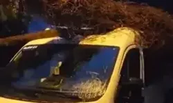 Kadıköy’de Öğrenci Almak İçin Bekleyen Servis Minibüsünün Üzerine Ağaç Devrildi