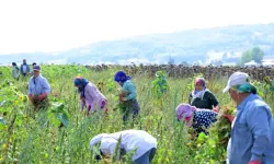 Üretici Hasada Satın Alma Garantisiyle Başladı
