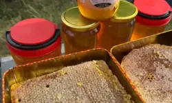 Iğdır'da Kayısı Çiçeği Balı Hasadı