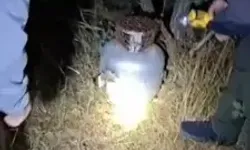 Bıldırcın Avlamak İçin Tüpün İçine Ses Düzeneği Yerleştirmişler