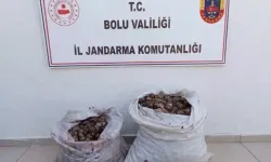 İzin Belgesiz 60 Kilo Salyangoz Ele Geçirildi