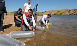 Tokat’ın Barajları Ve Göletleri Yavru Balıklarla Buluştu