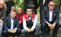 Coğrafi İşaretli Niksar Cevizi’nde Sezonun İlk Hasadı Bereketle Başladı