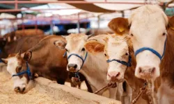 Tokat’ta Hayvan Pazarları Şap Hastalığı Nedeniyle Kapatıldı