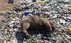 Bingöl’de 3 Bozayının Öldürülmesine İlişkin Çalışma Başlatıldı