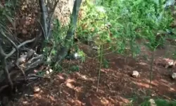 Hazine Arazisinde Uyuşturucu Yetiştiren Şüpheli Tutuklandı