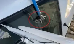 Otomobilin Bagajına Giren Yılanı Esnaf Çıkardı