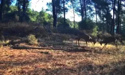 Karacaların Boynuz Boynuza Kavgası Fotokapanda