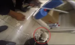 Diyarbakır’da Demir Profilin İçine Sıkışan Kedi Kurtarıldı