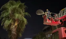 Ağaçta 24 Saat Mahsur Kalan Kedi Kurtarıldı