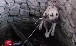 Nevşehir’de Kuyuya Düşen 2 Köpek Kurtarıldı