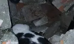 Yıkılan Binanın Enkazında Sıkışmış Halde Bulunan Kedi Kurtarıldı