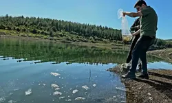 Sumbas'ta Yavru Sazanlar Suyla Buluştu