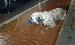 Arka Bacakları Kırık Köpek Tedaviye Alındı