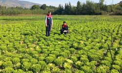 Tokat’ta Hasat Öncesi Pestisit Denetimleri Sürüyor