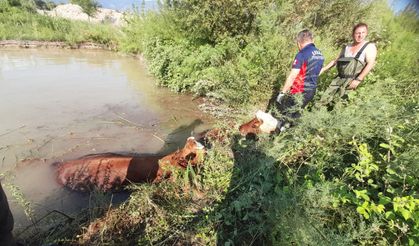 Erbaa’da Otlarken Gölete Düşen 3 İnek Kurtarıldı