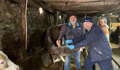 Tokatlı Üreticinin Dikkatine: Büyükbaş Hayvanlar İçin Kritik Süreç Başladı