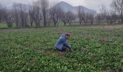 Turhal’da Güvenilir Gıda Seferberliği: Ispanak Tarlalarında Sıkı Takip!