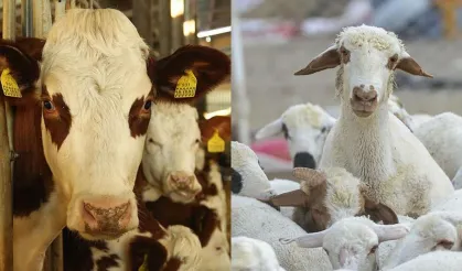 Tokat’ta Hayvancılık Destek Başvuruları Başlıyor