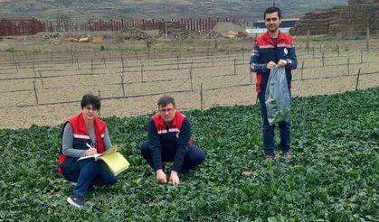 Tokat’ta "Güvenilir Gıda" Seferberliği: Hasat Öncesi Sıkı Denetim