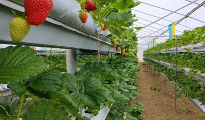 Erbaa’da Topraksız Tarımda İlk Hasat: Modern Yöntem Umut Oldu