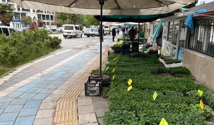 Erbaa’da Fide Sezonu Açıldı: Domates, Biber ve Patlıcan Fideleri Tezgâhta