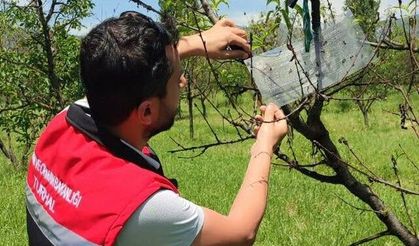 Turhal’da Meyve Bahçelerinde "Erken Uyarı, Etkin Mücadele" Dönemi