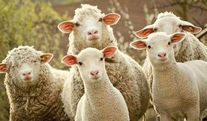 Erbaa’da Koyun Çiçek Hastalığı Alarmı: Hayvan Pazarı Küçükbaş Satışına Kapatıldı!