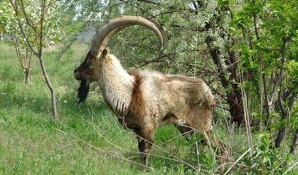 Tokat’ta Yaban Keçisi Av Kotası İçin Başvurular Başladı
