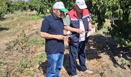 Erbaa İlçe Tarım ve Orman Müdürlüğü’nden Meyve Bahçelerinde Tuzak Kontrolü