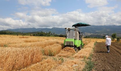 Tokat’ta Yerli Buğday Hamlesi: 52 Farklı Çeşit İçin Hasat Zamanı!