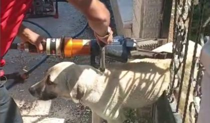 Erbaa`da Demir Kapıya Sıkışan Köpeği İtfaiye Kurtardı