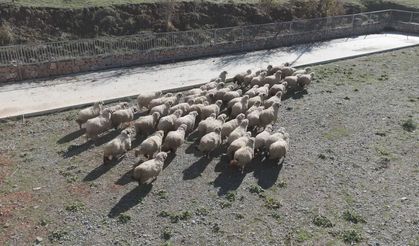 TOGÜ Rektörü Yılmaz: Tescilli Karayaka Irkını Geleceğe Taşıyoruz