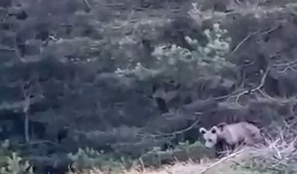 Tokat’ta Çoban, Karşılaştığı Yavru Ayıyı Görüntüledi